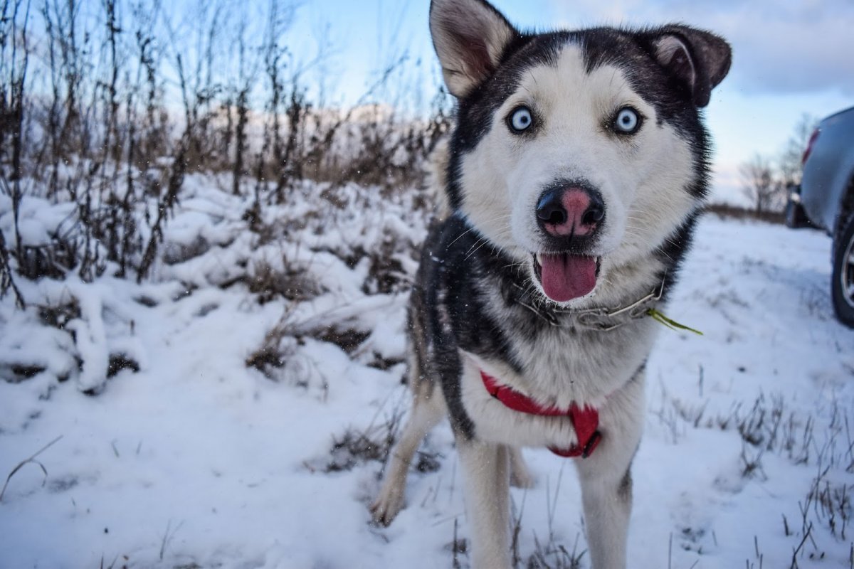Туркменский алабай