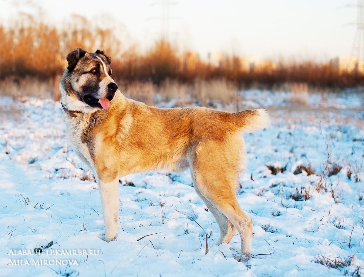 Среднеазиатская овчарка и мастифф