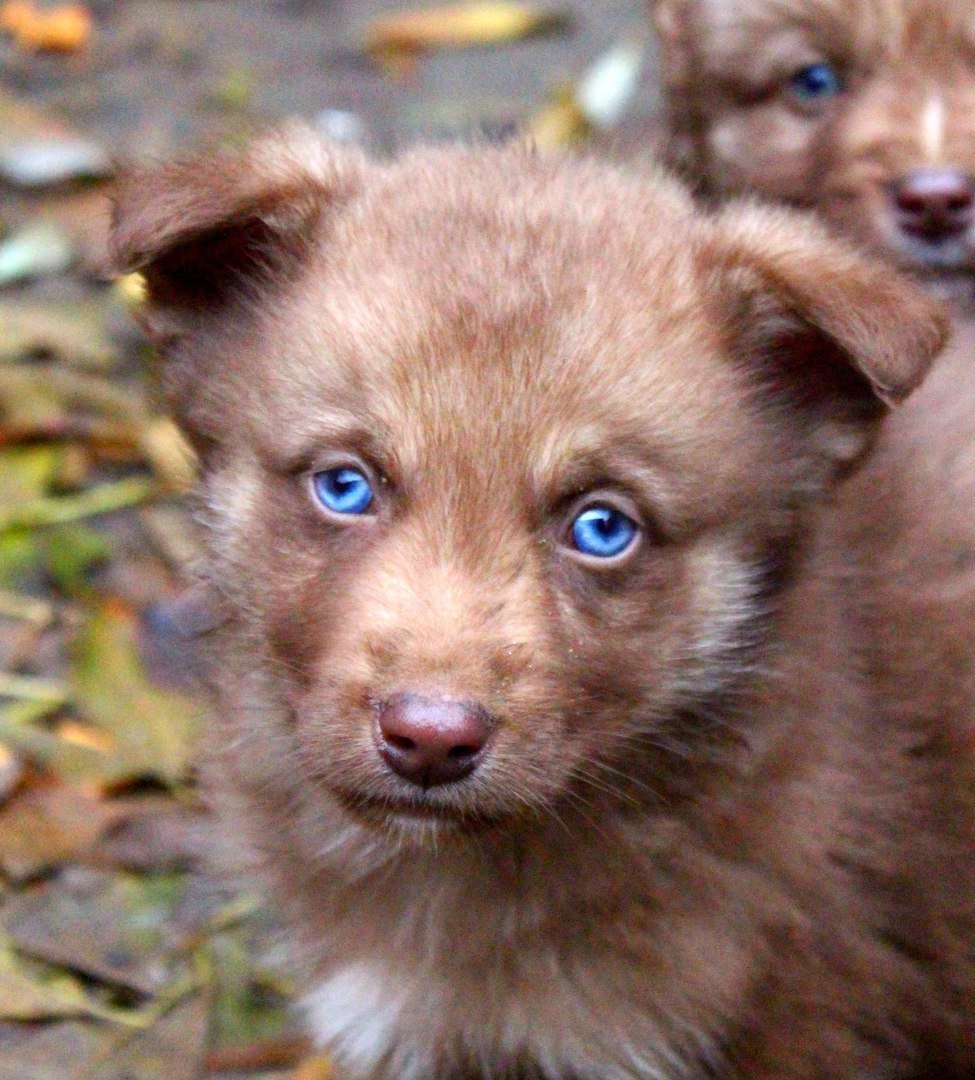 Метисы собак с голубыми глазами