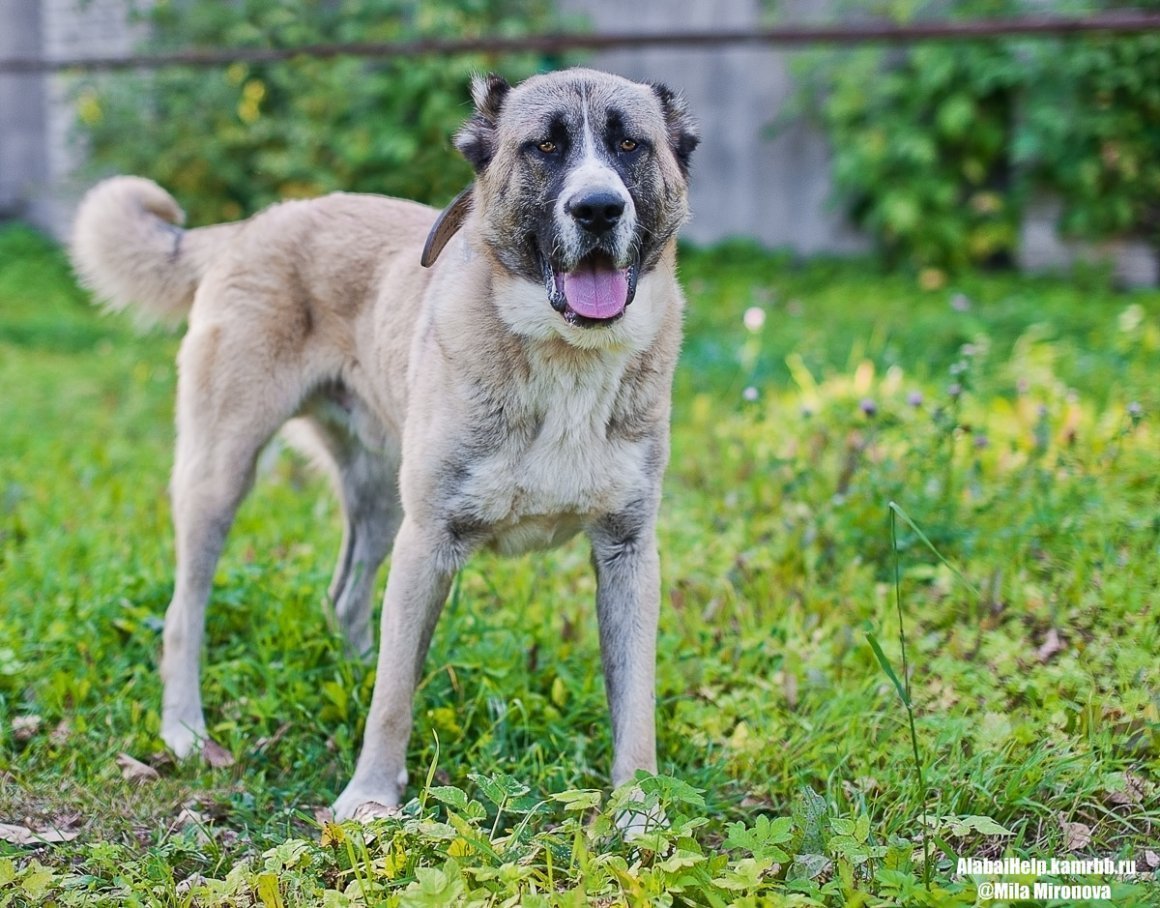 Метис волка и алабая
