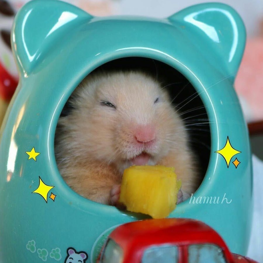 Прикольный хомяк