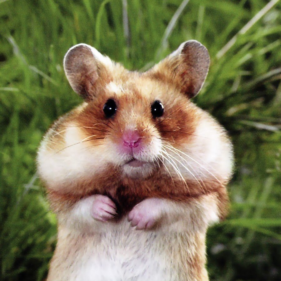 Хомяк с щечками