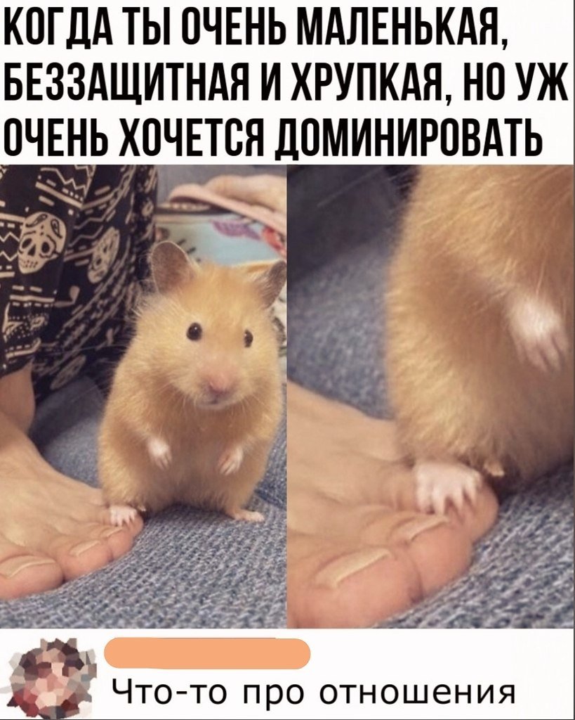 Мемы с хомяками