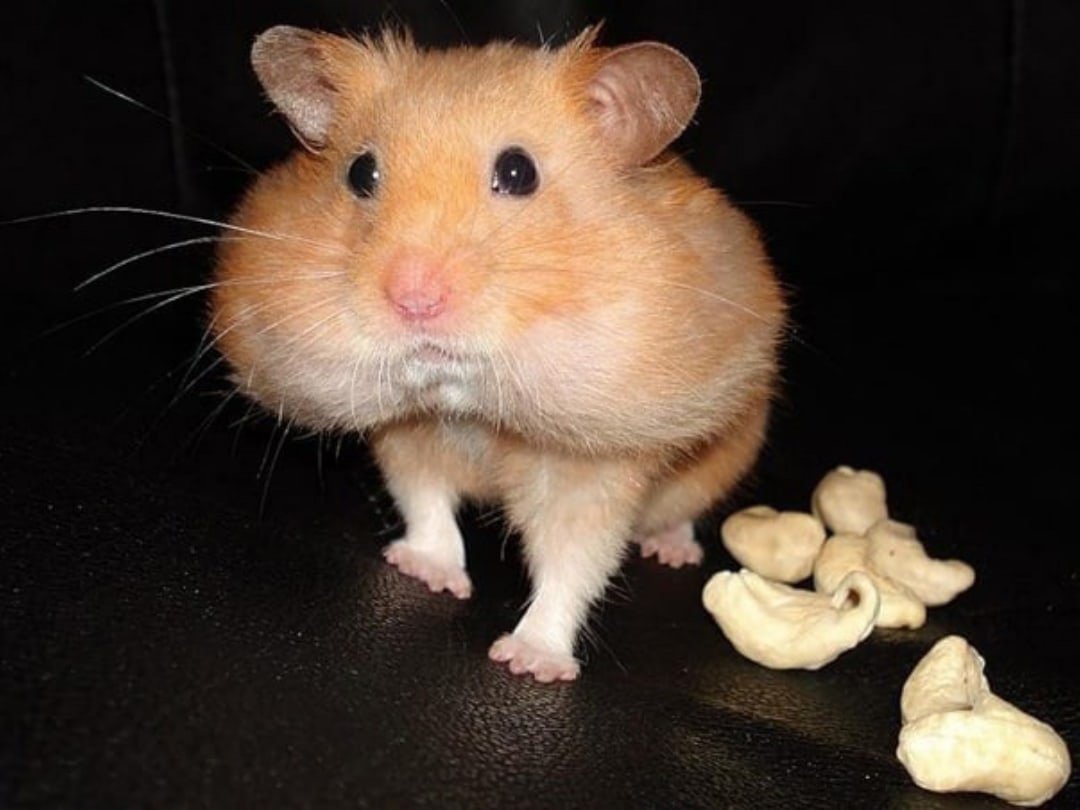 Хомяк с набитым ртом