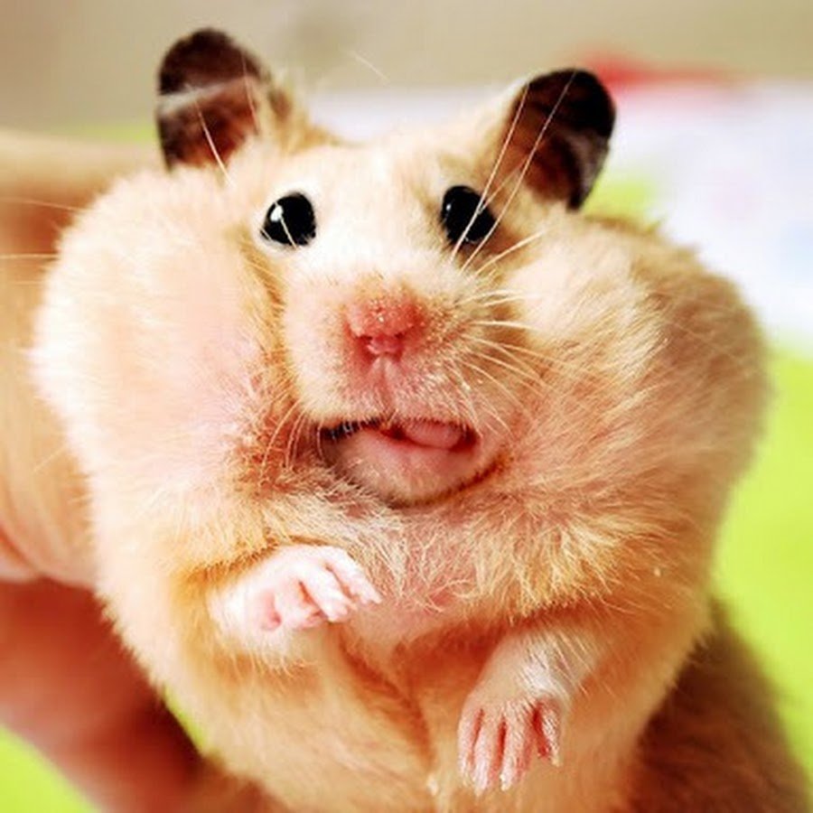 Хомячок с набитыми щеками