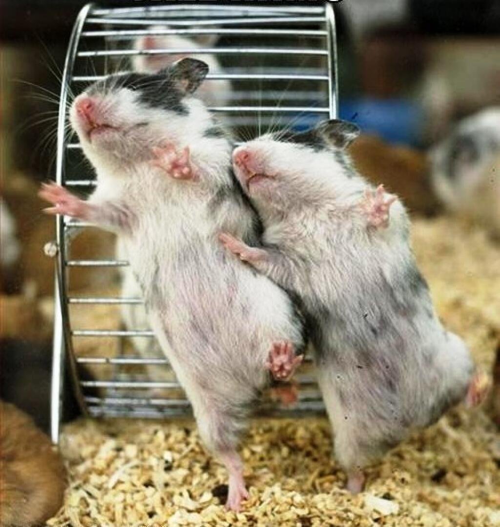 Два хомяка прикольные