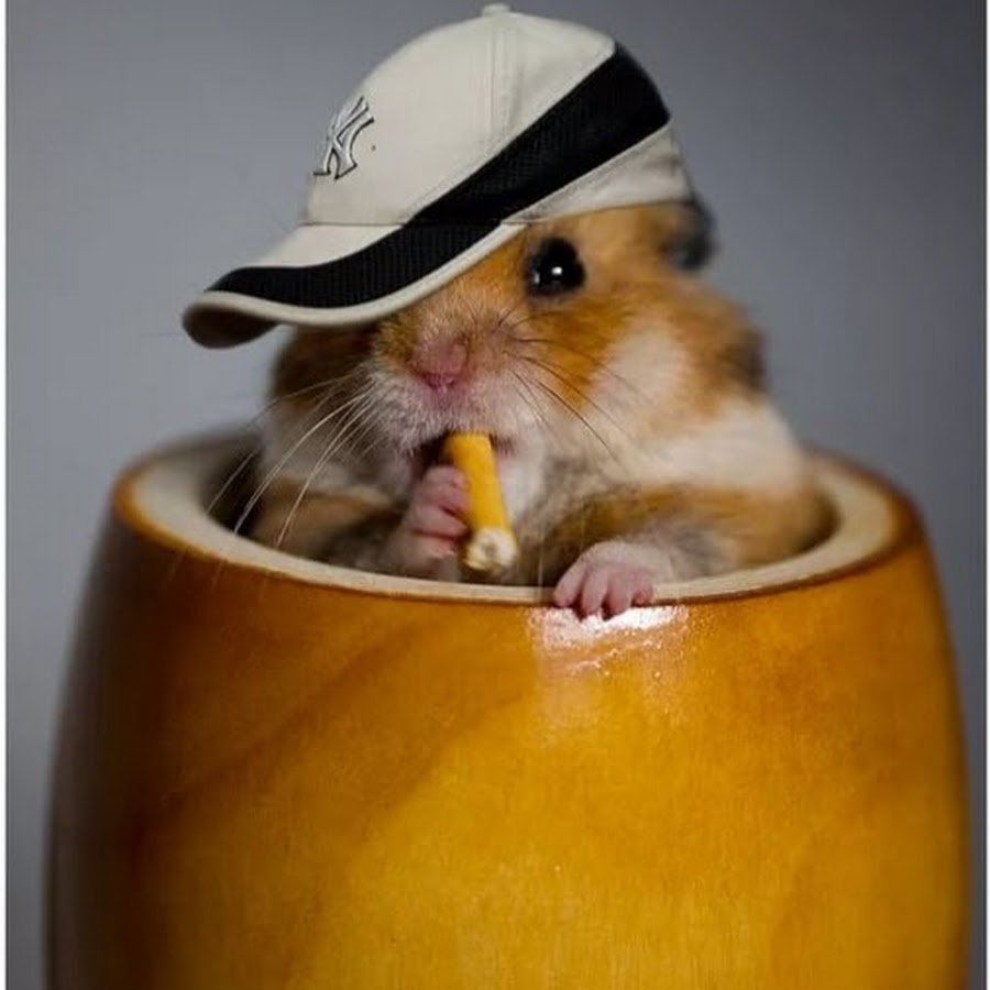 Забавные хомячки