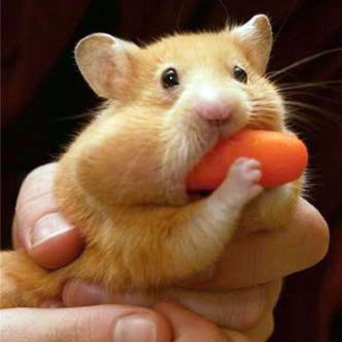 Смешные хомяки