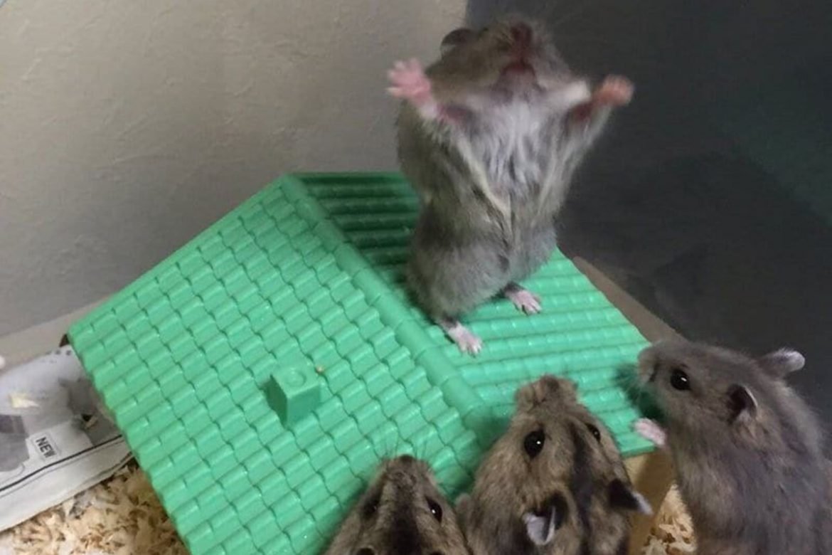 Мемы про хомяков