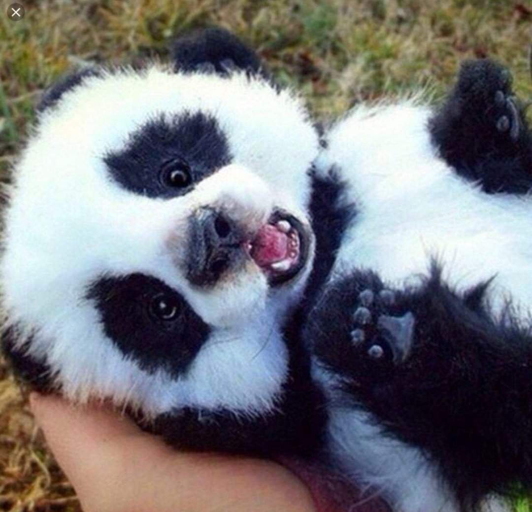 Живая панда цена в россии. Маленькая Панда. Милые панды. Панда с детёнышем. Маленькая Пандочка.