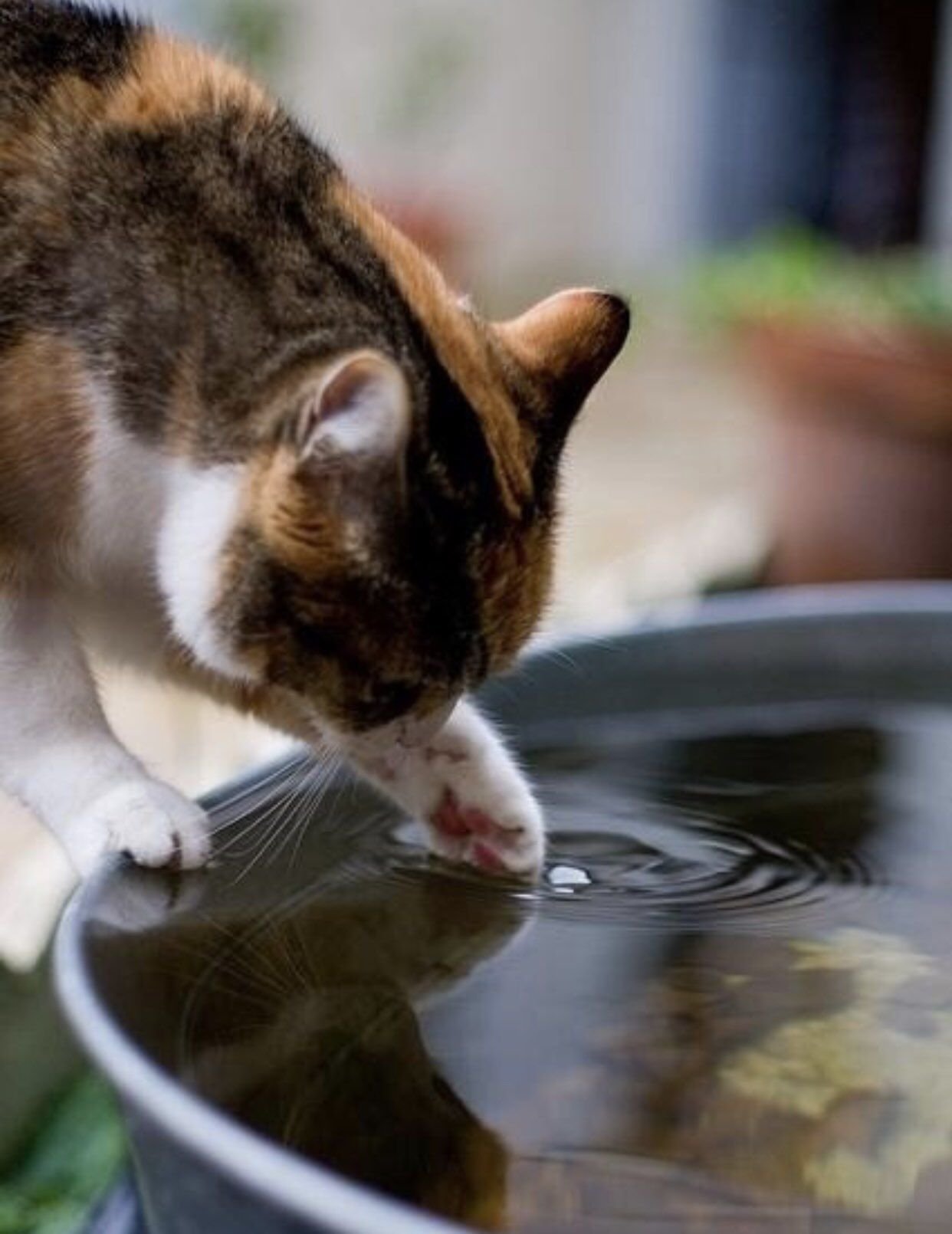 Можно ли котятам воду. Кот умывается. Кошка в тазике. Котик в тазике с водой. Кот умывается водой.