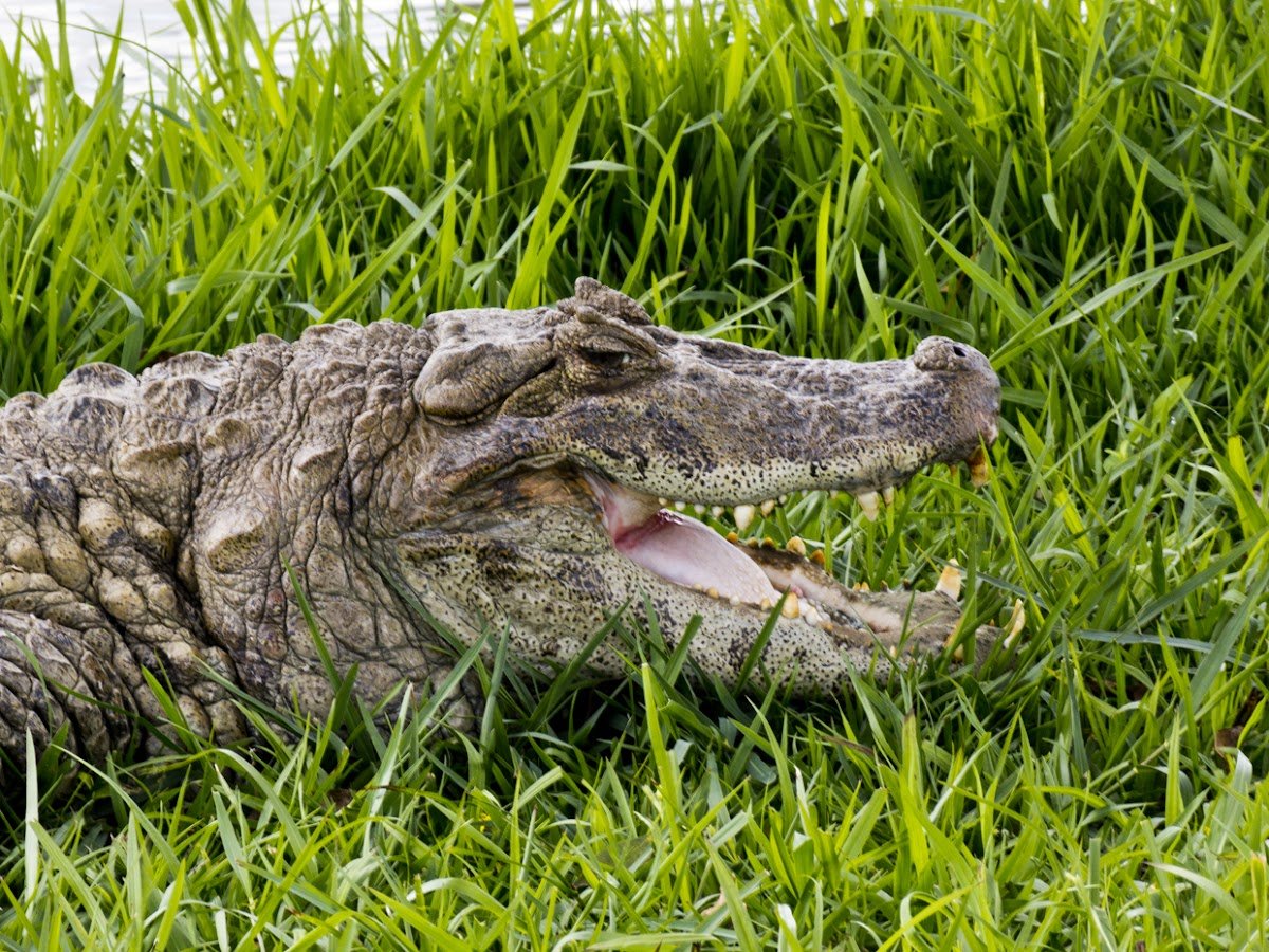 Крокодил это пресмыкающееся животное. Кайман крокодил. Очковый Кайман. Амазонские кайманы. Крокодиловый (очковый) Кайман.