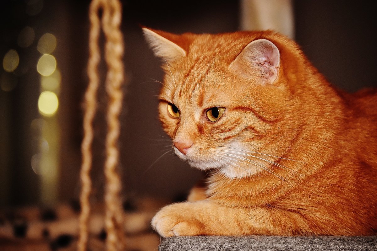 Макрелевый табби рыжий