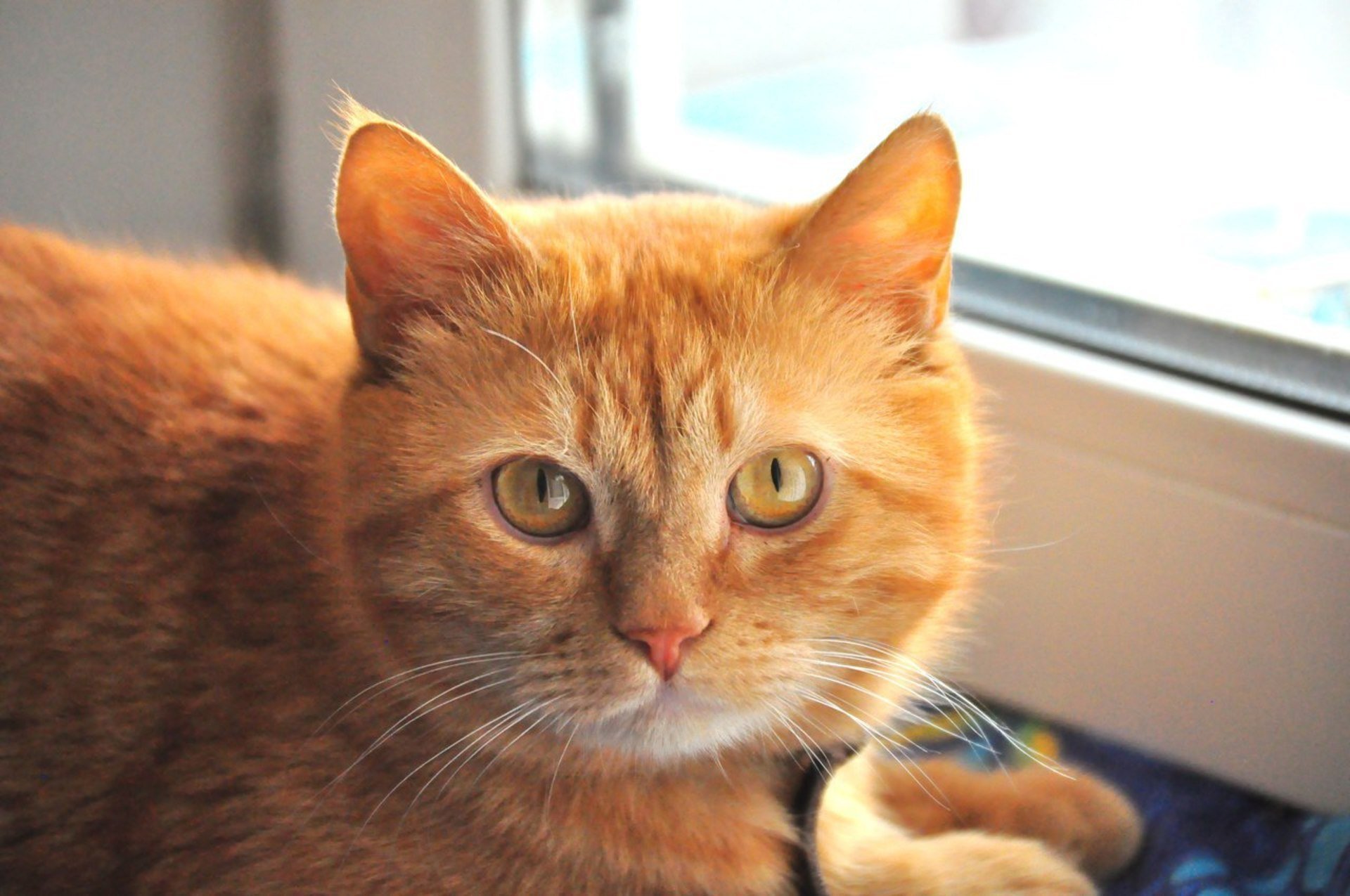 Типы рыжих кошек. Сибирский гладкошерстный рыжий кот. Сибирская кошка рыжая короткошерстная. Британский короткошерстный кот рыжий. Сибирский кот короткошерстный рыжий.