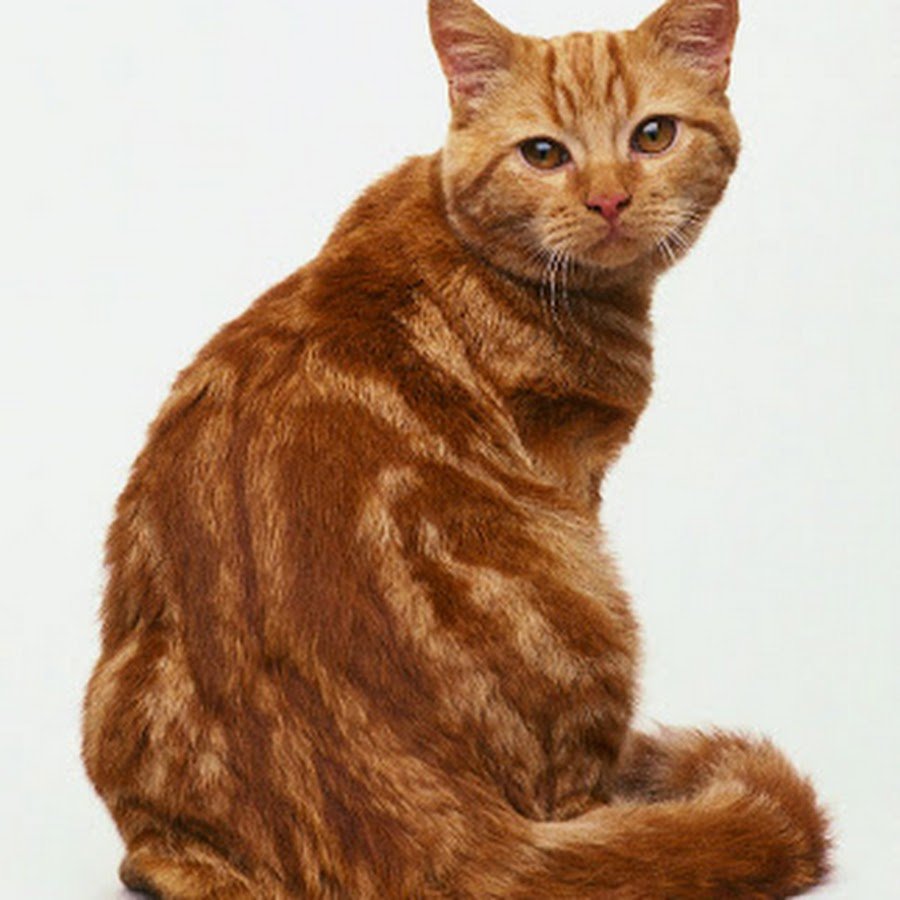 Британская короткошёрстная Золотая шиншилла