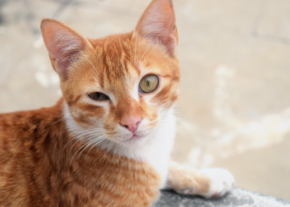 Европейская короткошерстная кошка рыжая