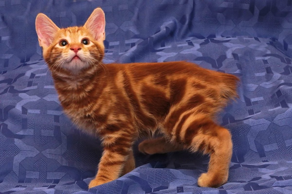 Золотая тикированная шиншилла кошка