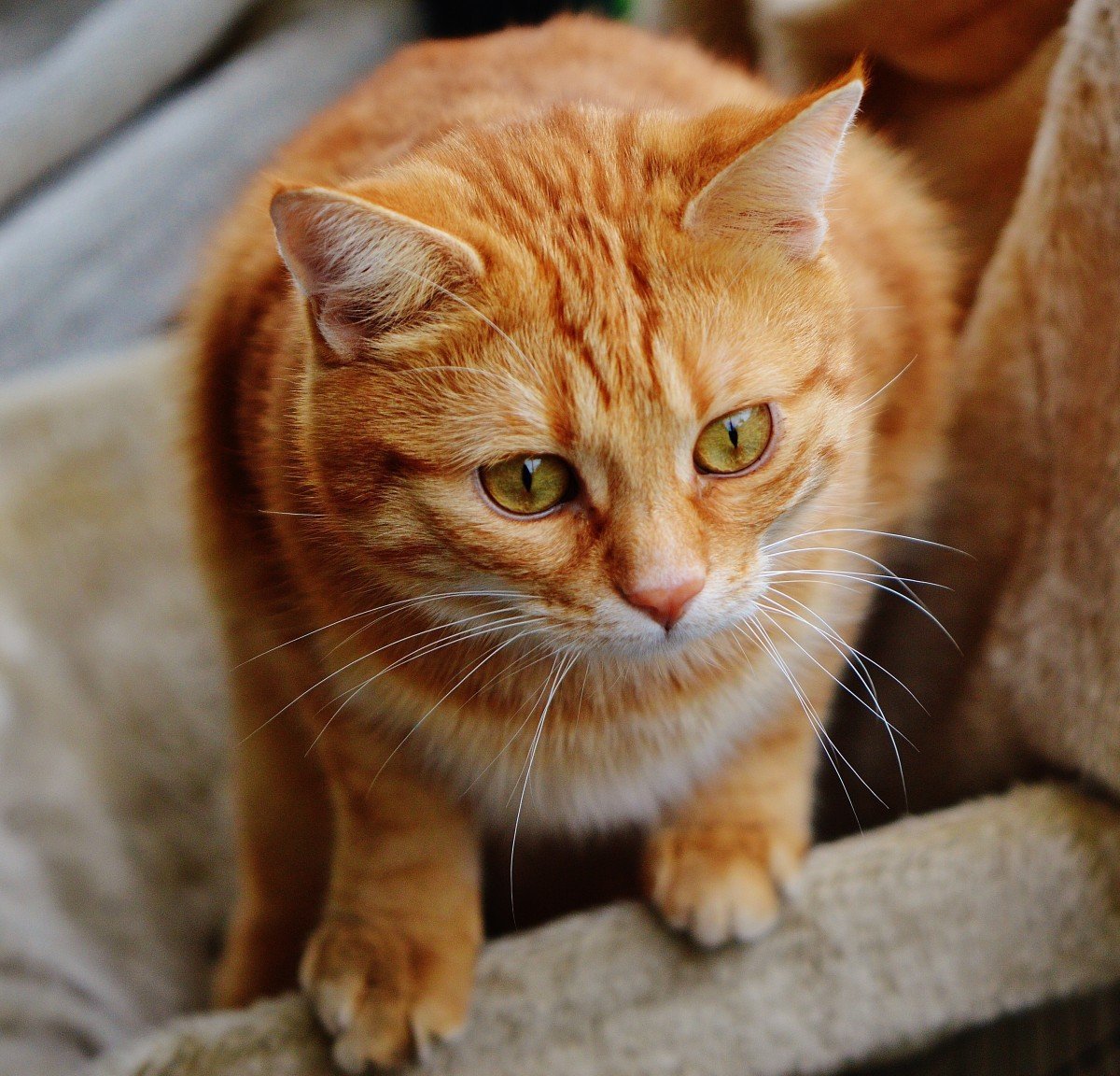 Аравийский МАУ рыжий