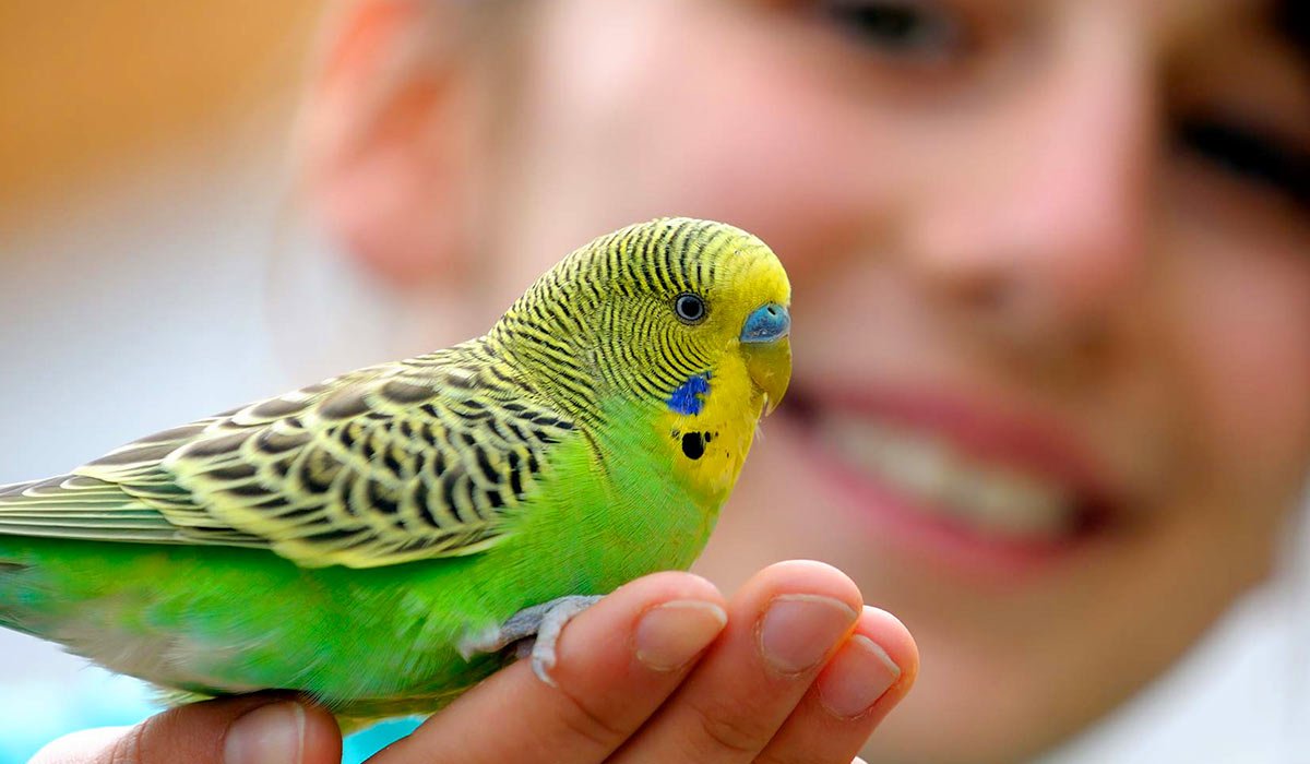 Как научить попугая разговаривать