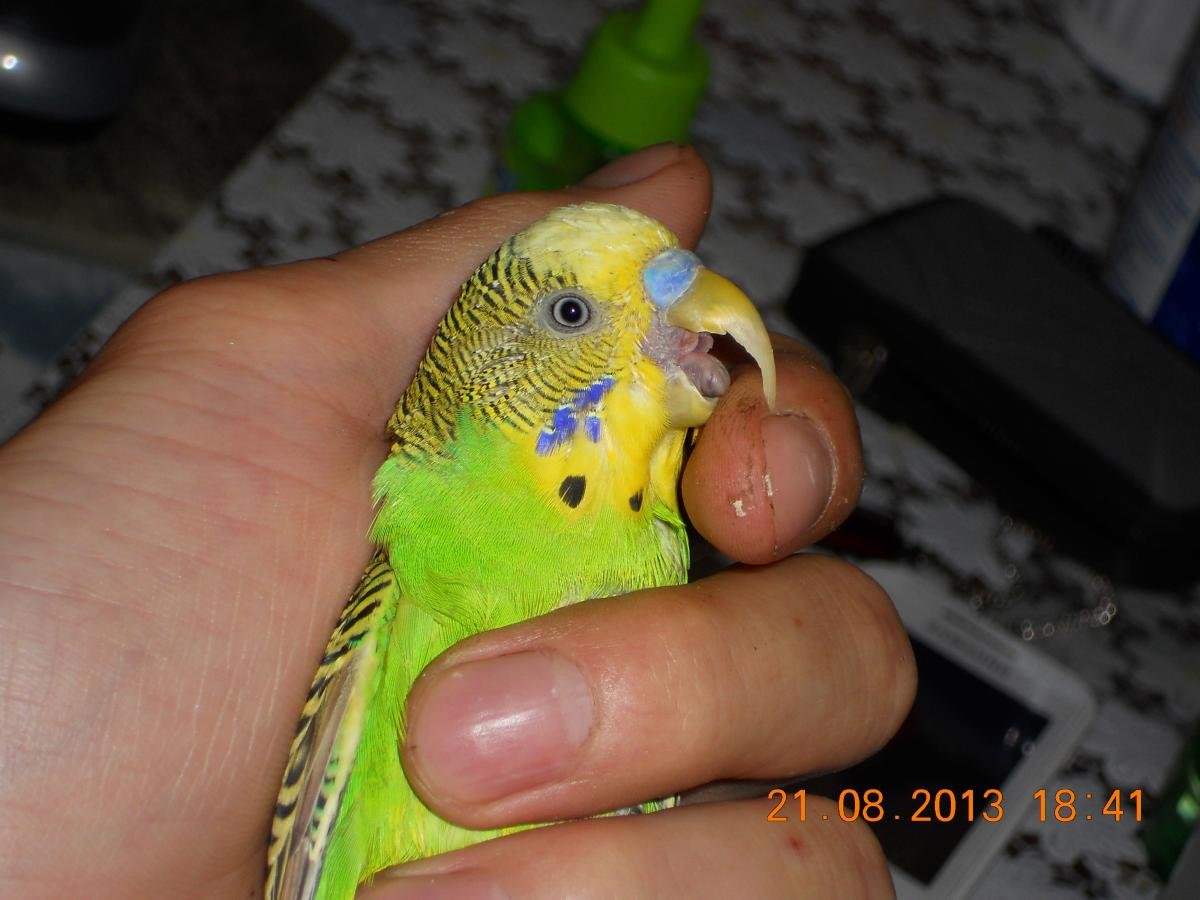 Пятно на клюве у волнистого попугая