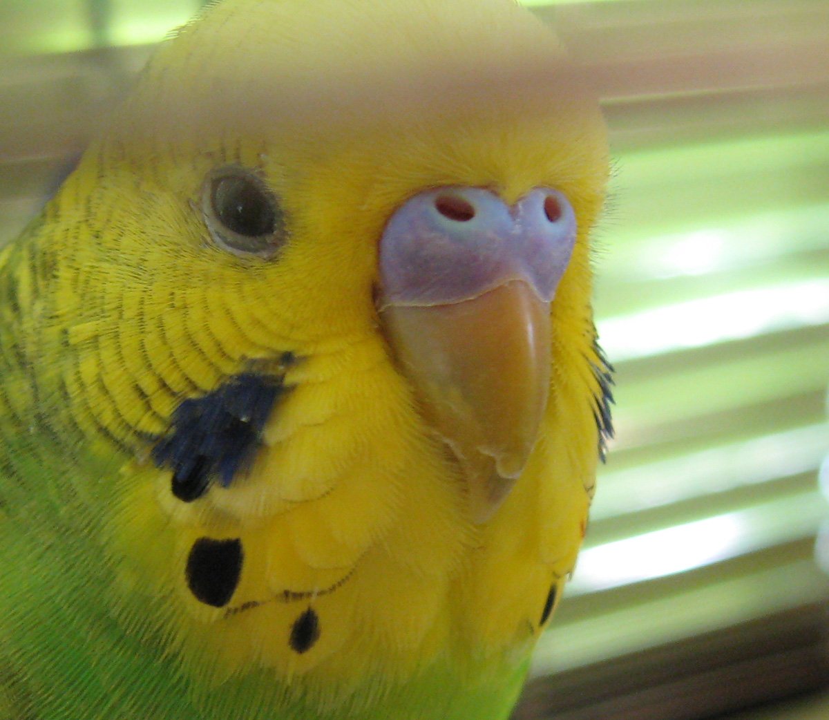 Клюв волнистого попугая норма