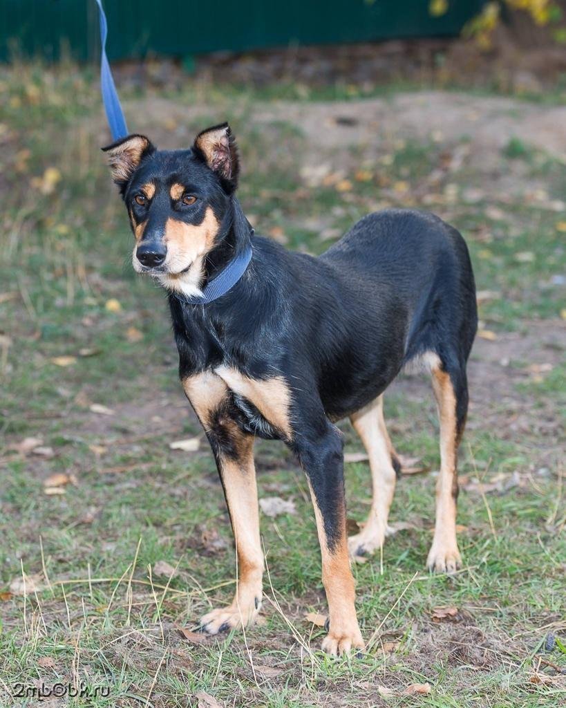 Метис добермана и пинчера