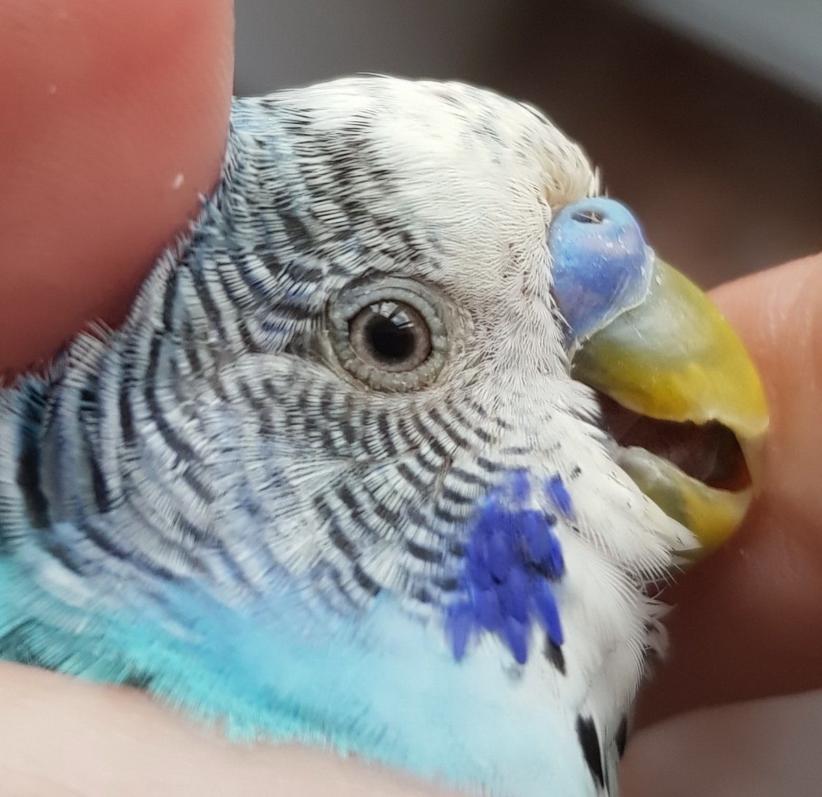 Конъюнктивит у волнистого попугая