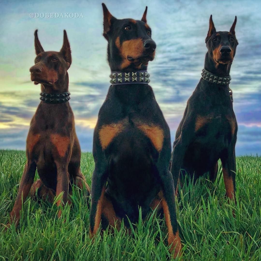 Доберман и овчарка