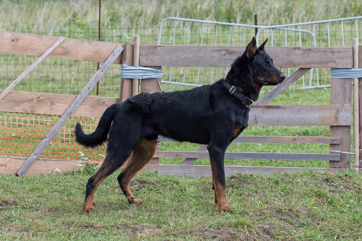 Старотипный Доберман Босерон