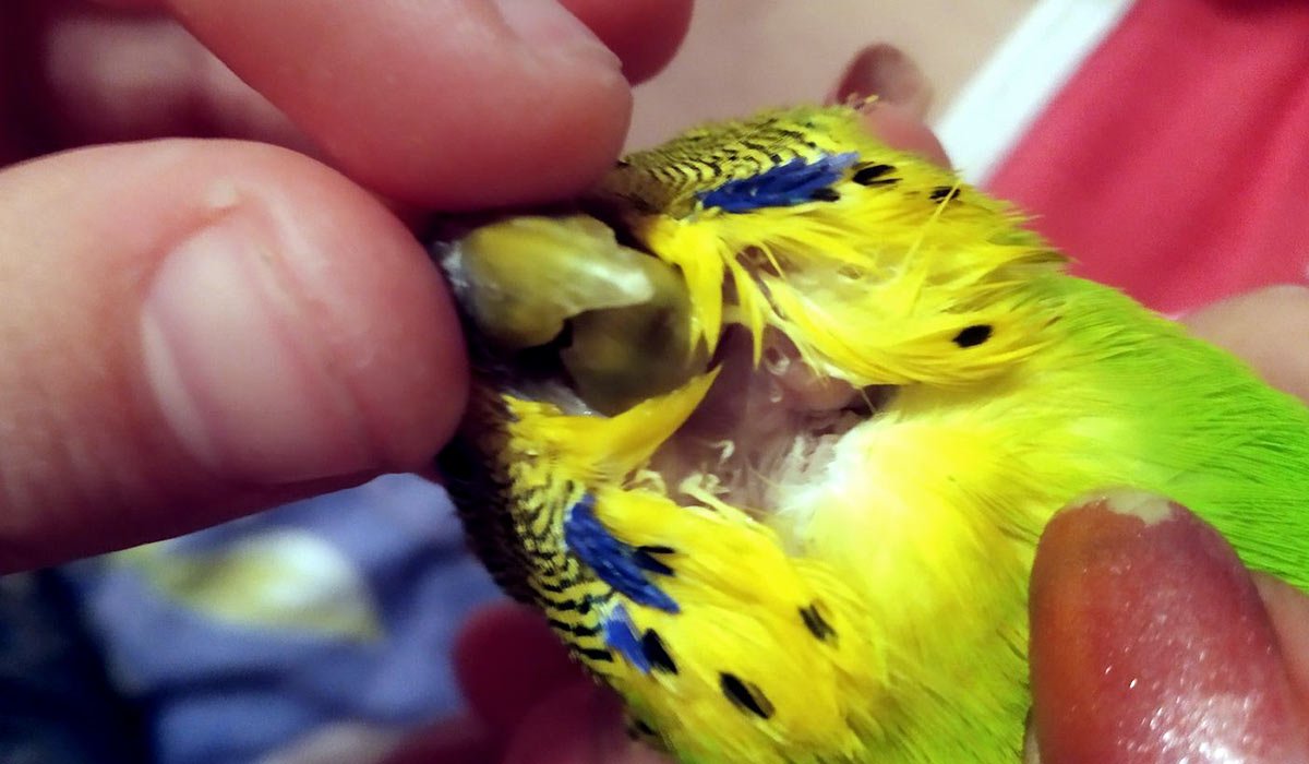 Клюв волнистого попугая норма