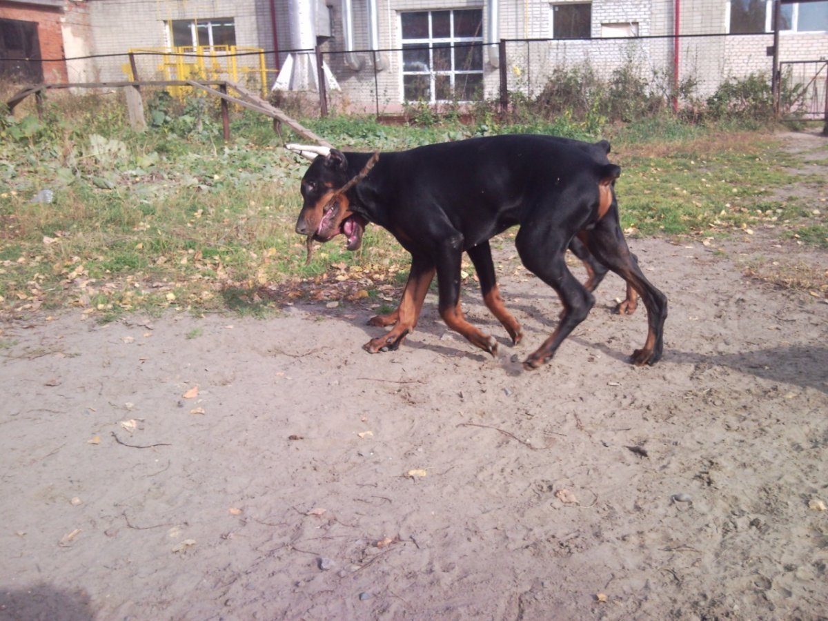 Метис алабая идобеомана