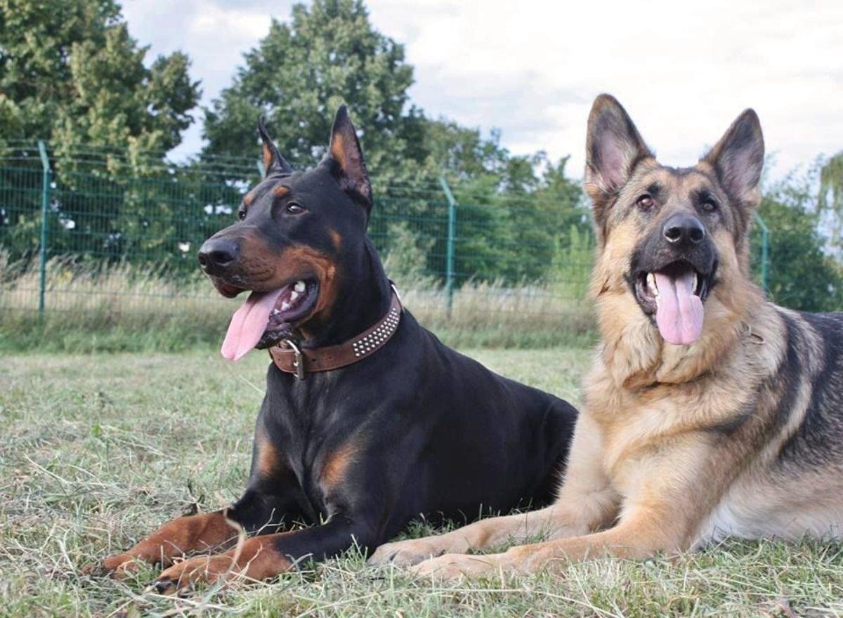 Немецкая овчарка и Добер