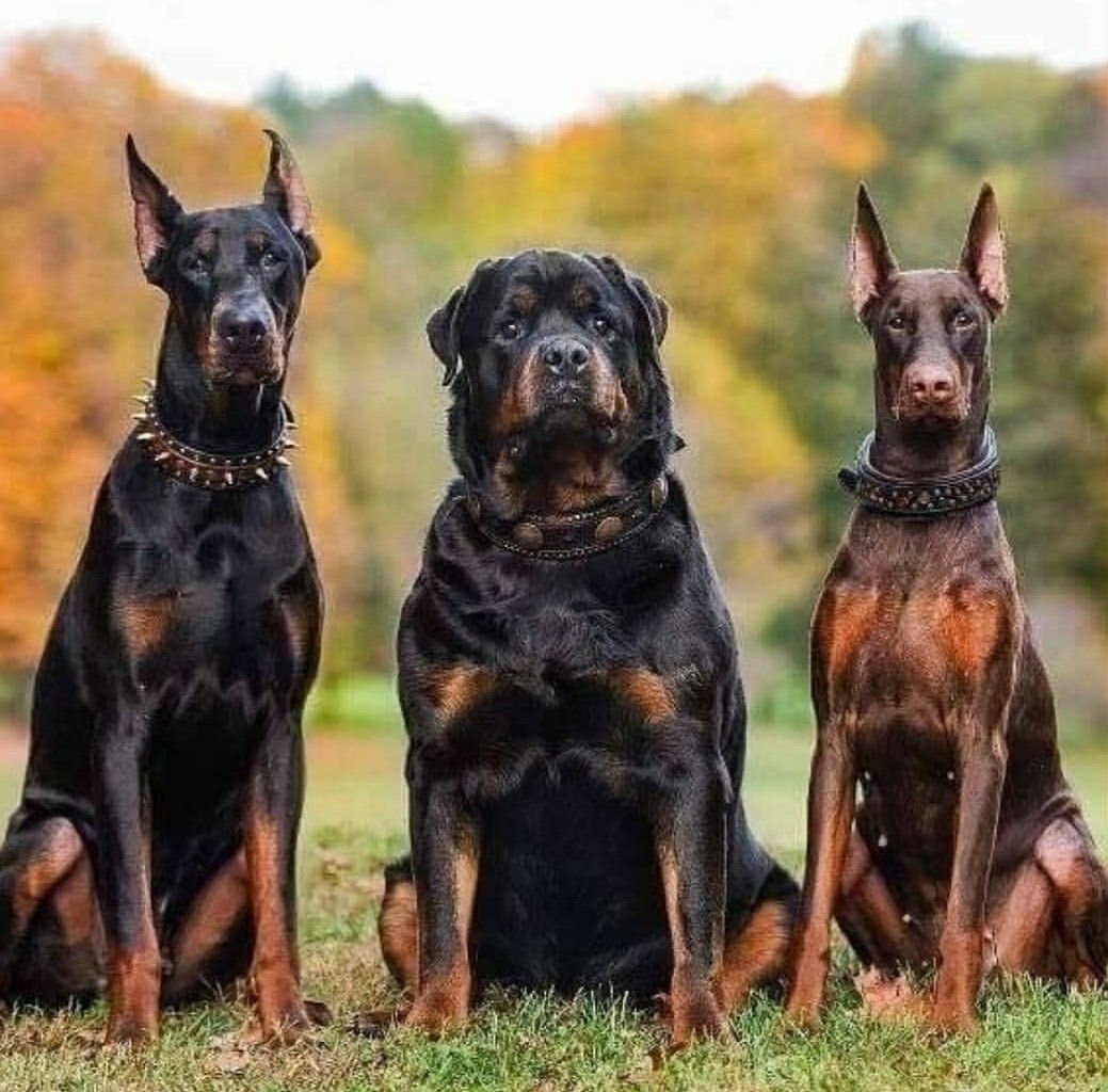 Доберман мастиф