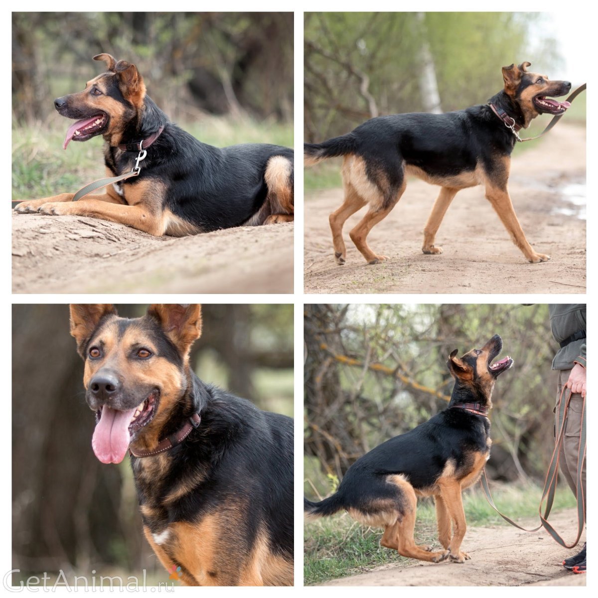 Щенки метисы немецкой овчарки и добермана