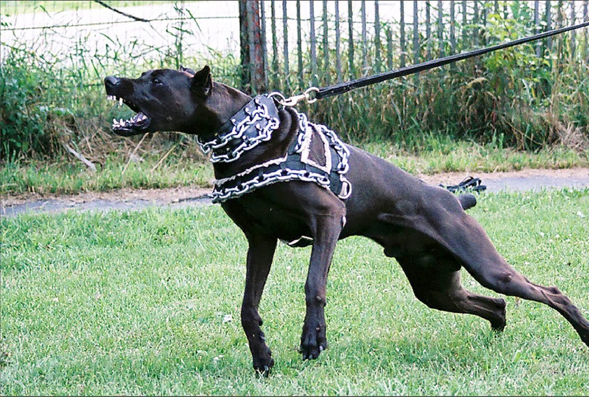 Канис пантер порода