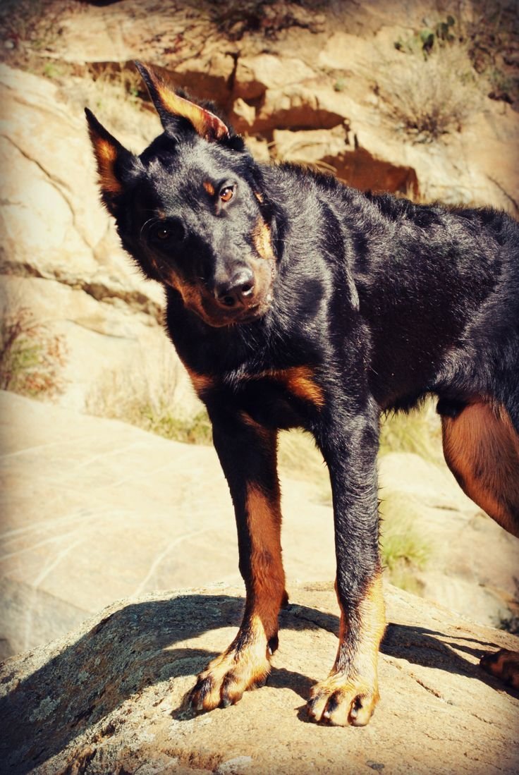 Овчарка Босерон