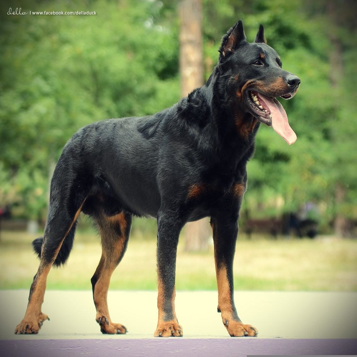 Овчарка Босерон