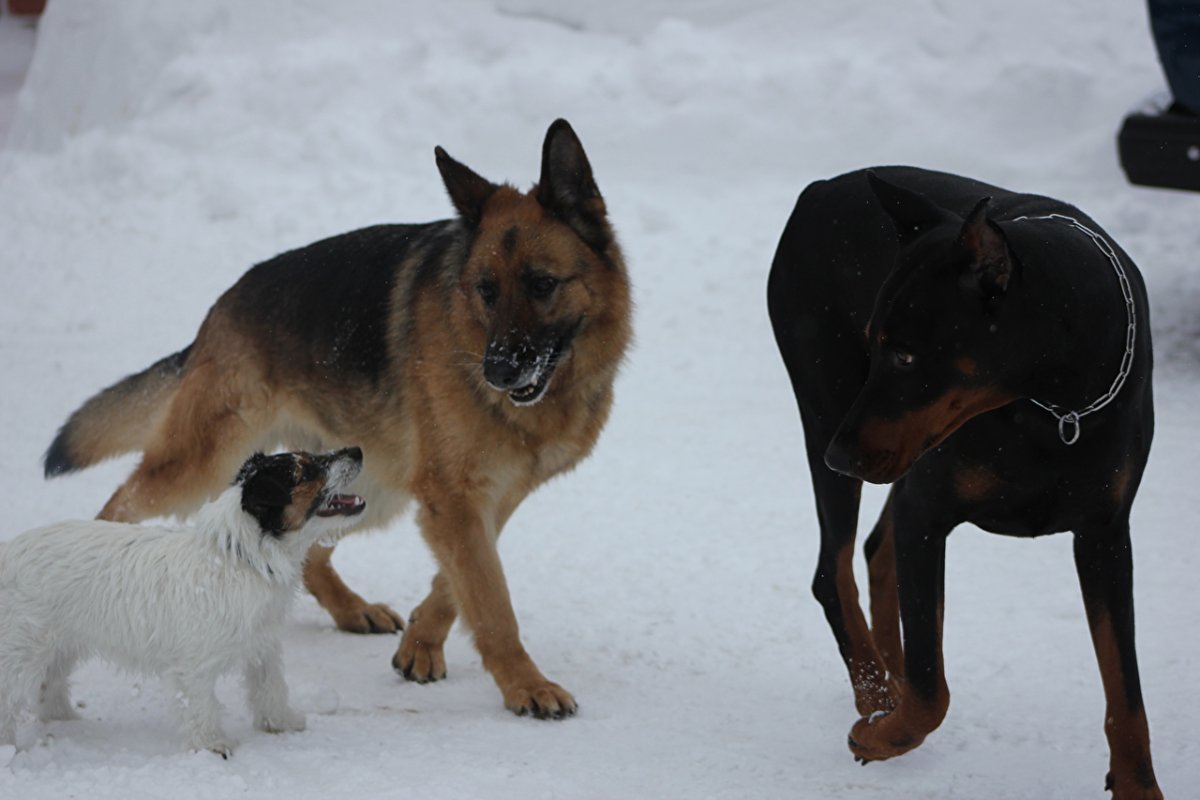 Доберман и овчарка