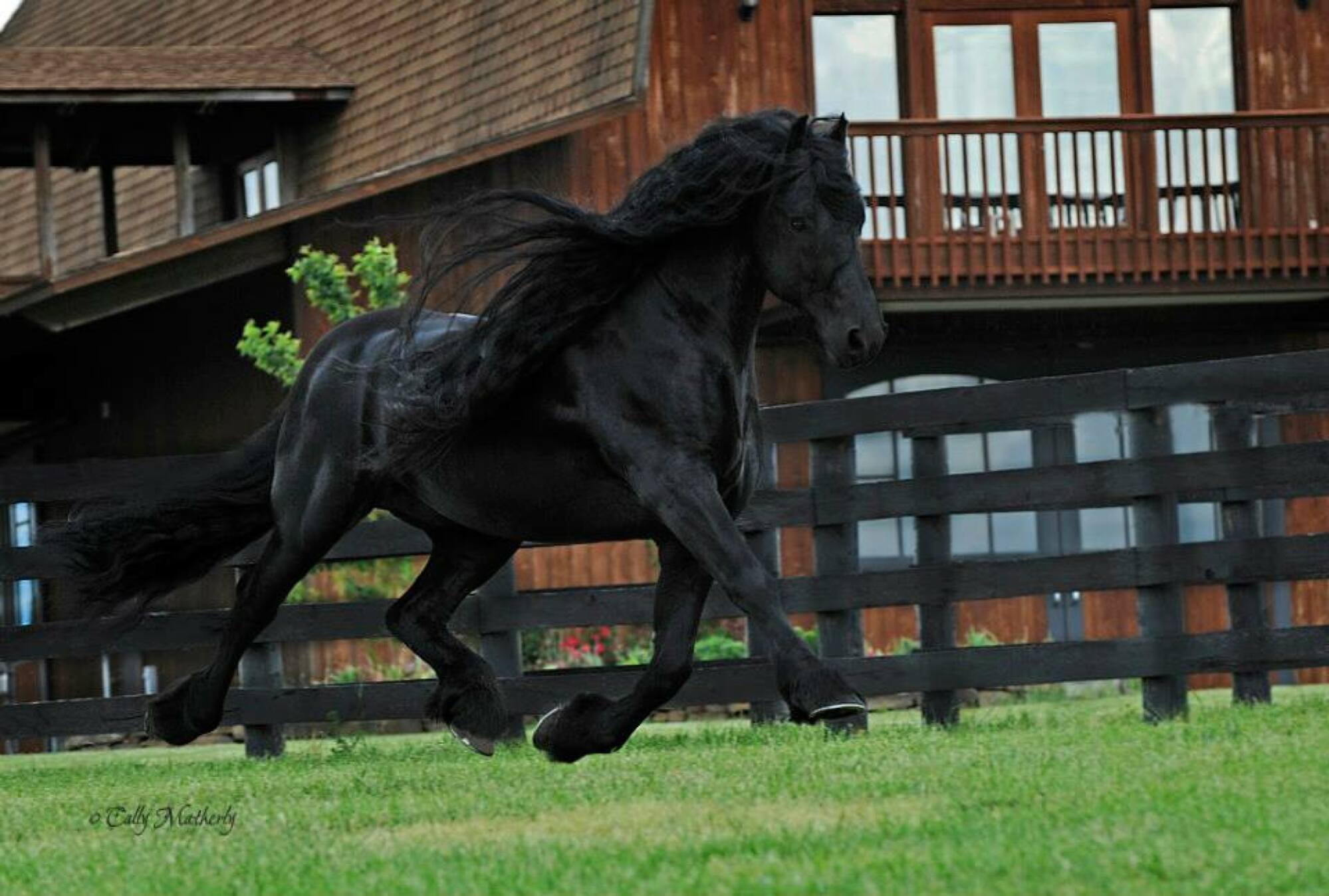 Верховая большая. Фризский жеребец Фредерик Великий. Самый красивый конь в мире по кличке Фредерик Великий.
