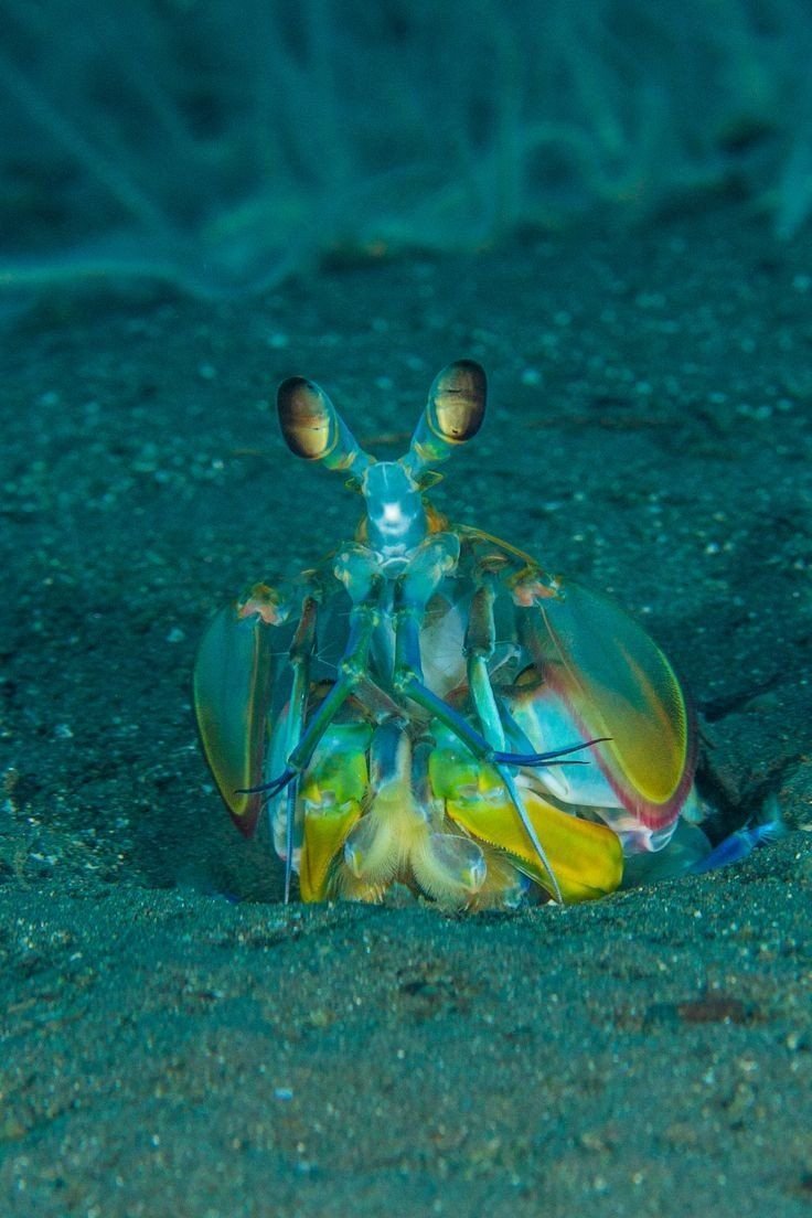 Павлиновая креветка-богомол