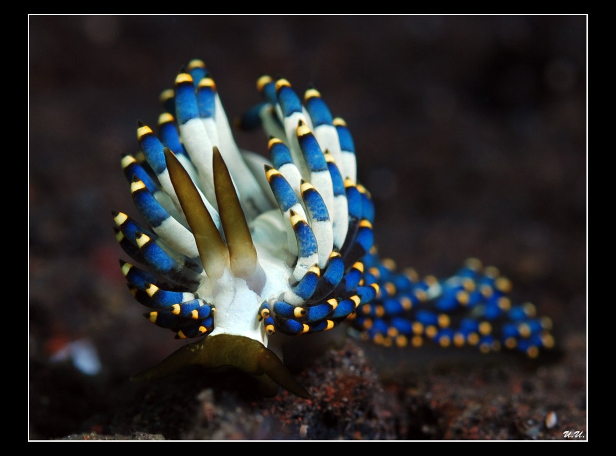 Синекольчатый осьминог