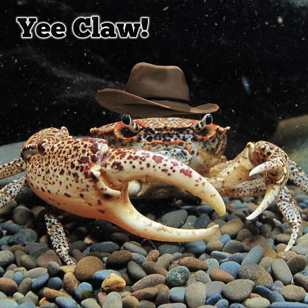 Голожаберные моллюски черные