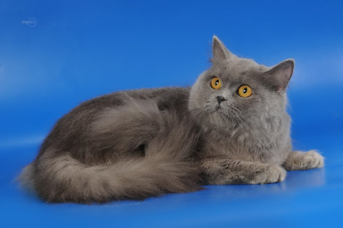 Шотландская кошка хайленд страйт