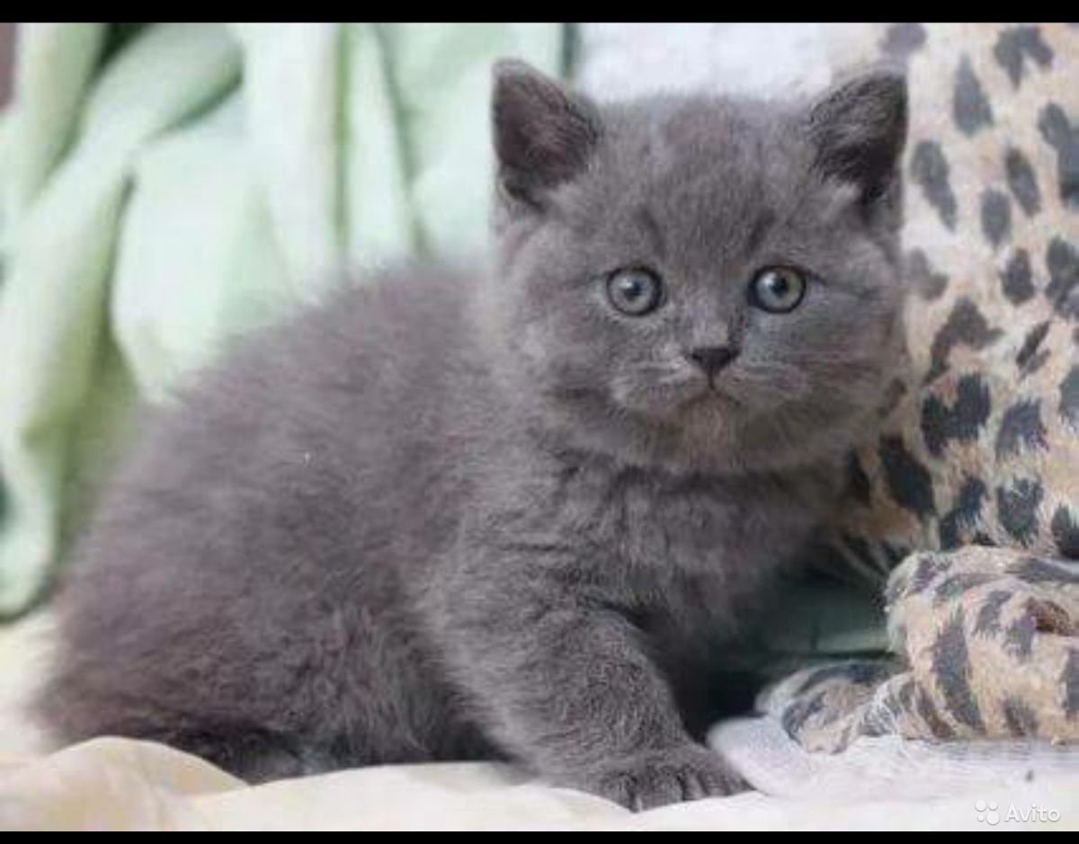 Шотландские котята прямоухие