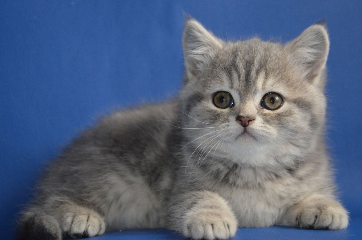 Шотландская страйт биколор