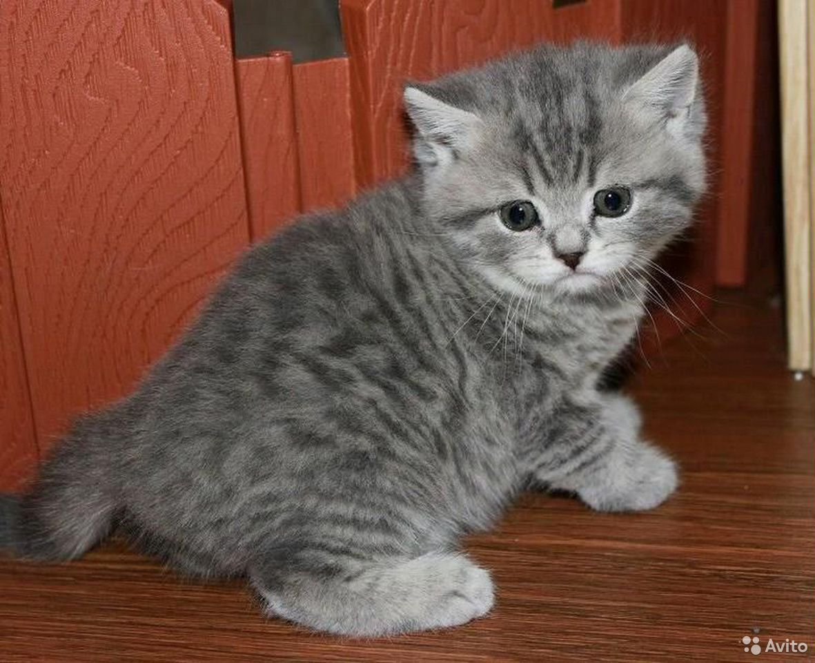 Хайленд-страйт длинношерстная прямоухая шиншилла