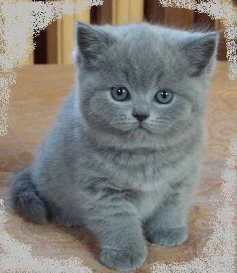 Голубые скоттиш страйт котята