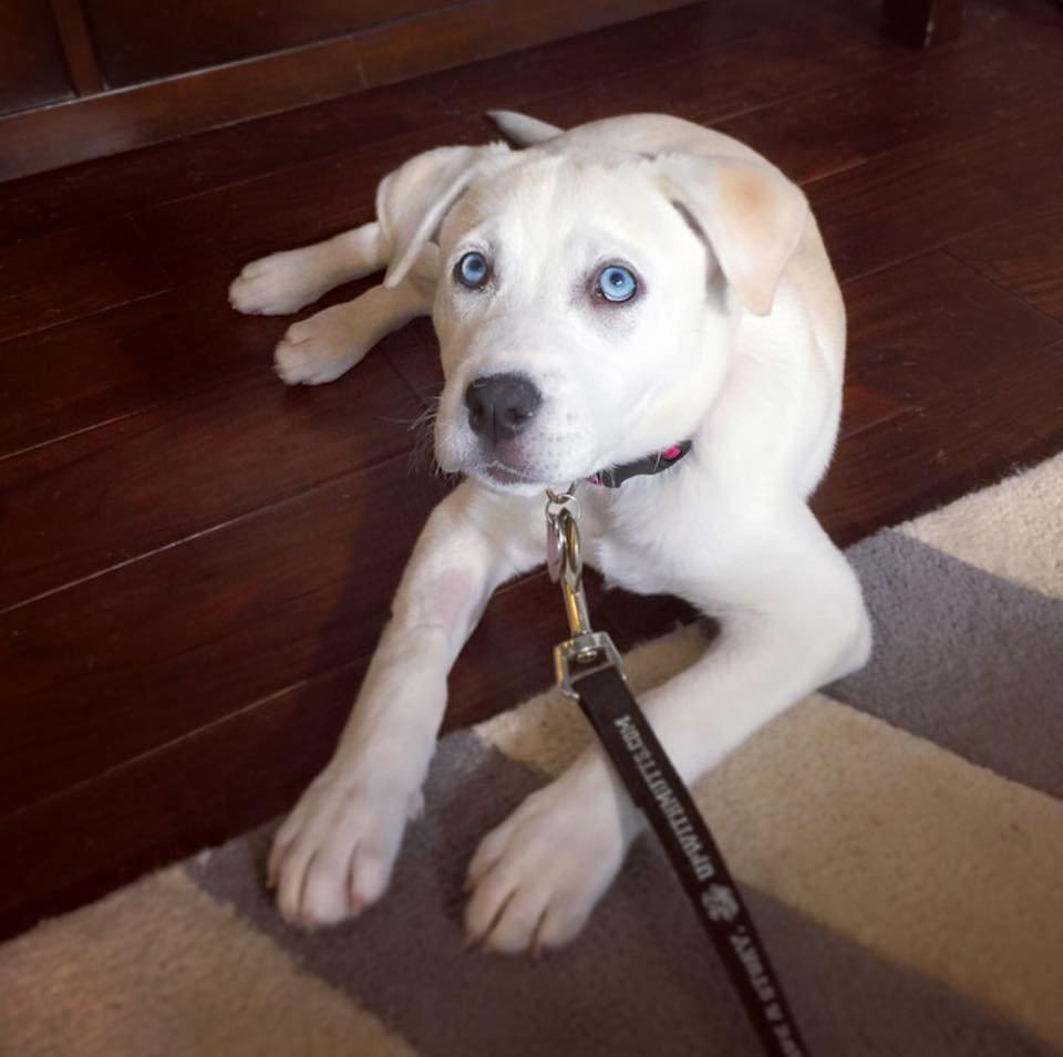 Метис лабрадора и хаски