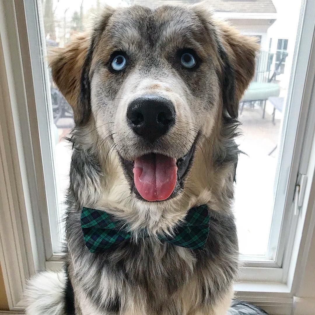 Метис ретривера и хаски