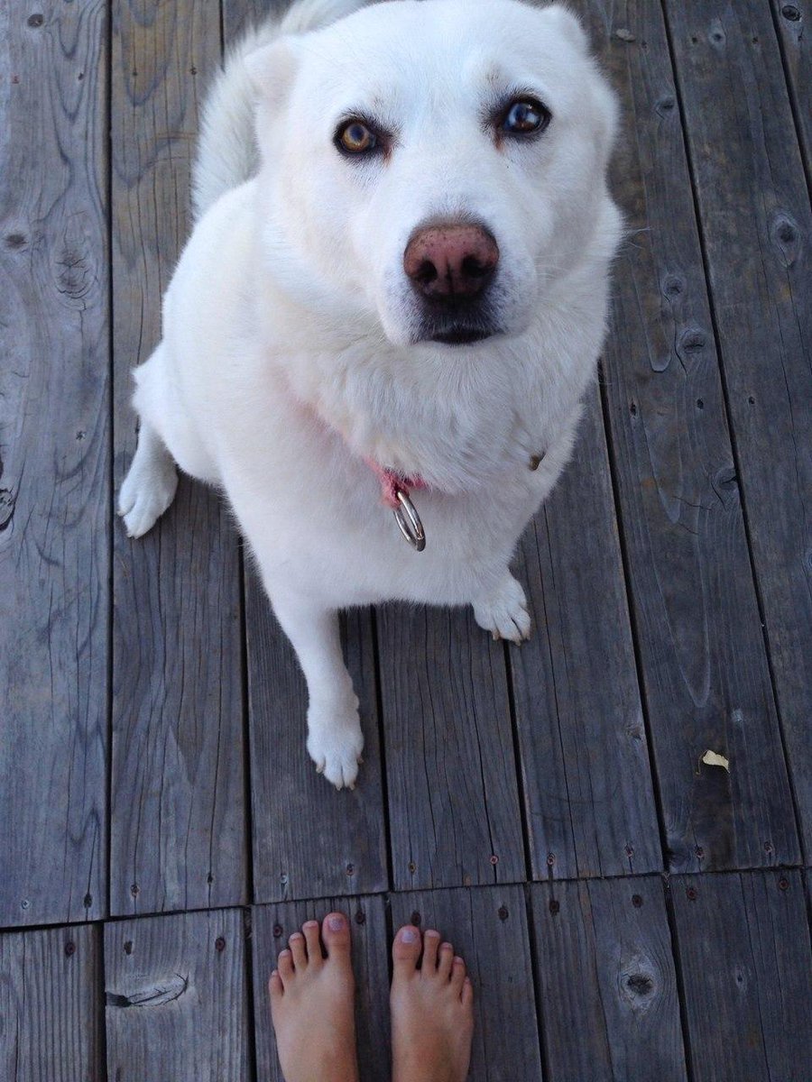 Смесь лабрадора и хаски